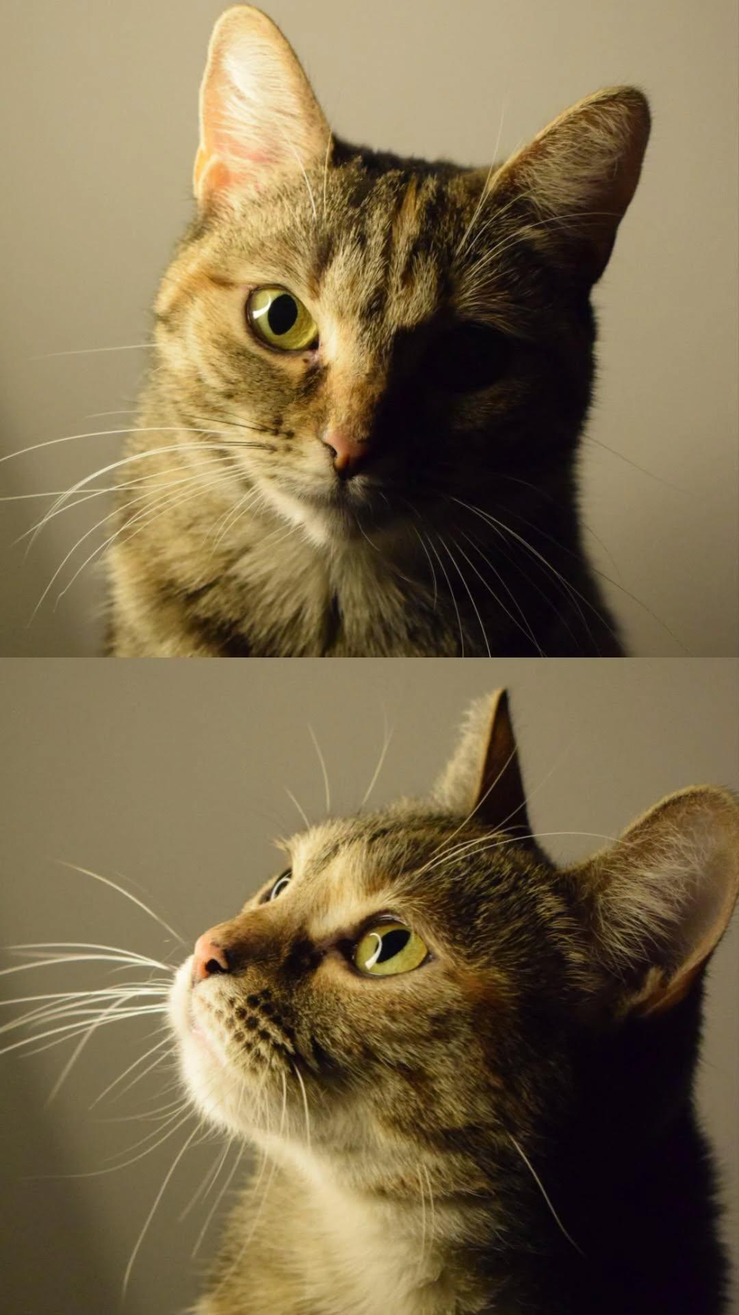 Книгобажанки