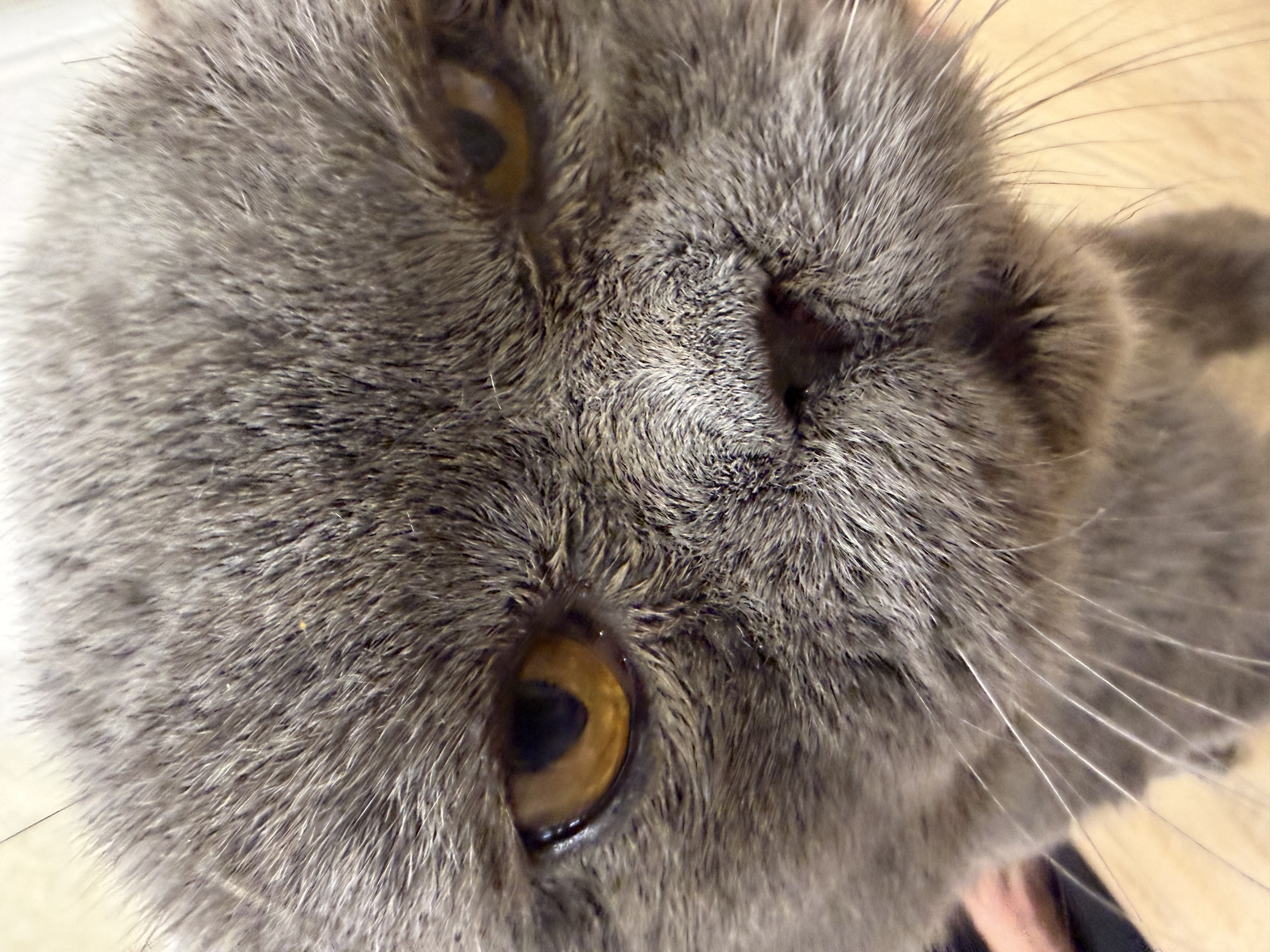 Книжкові бажанки