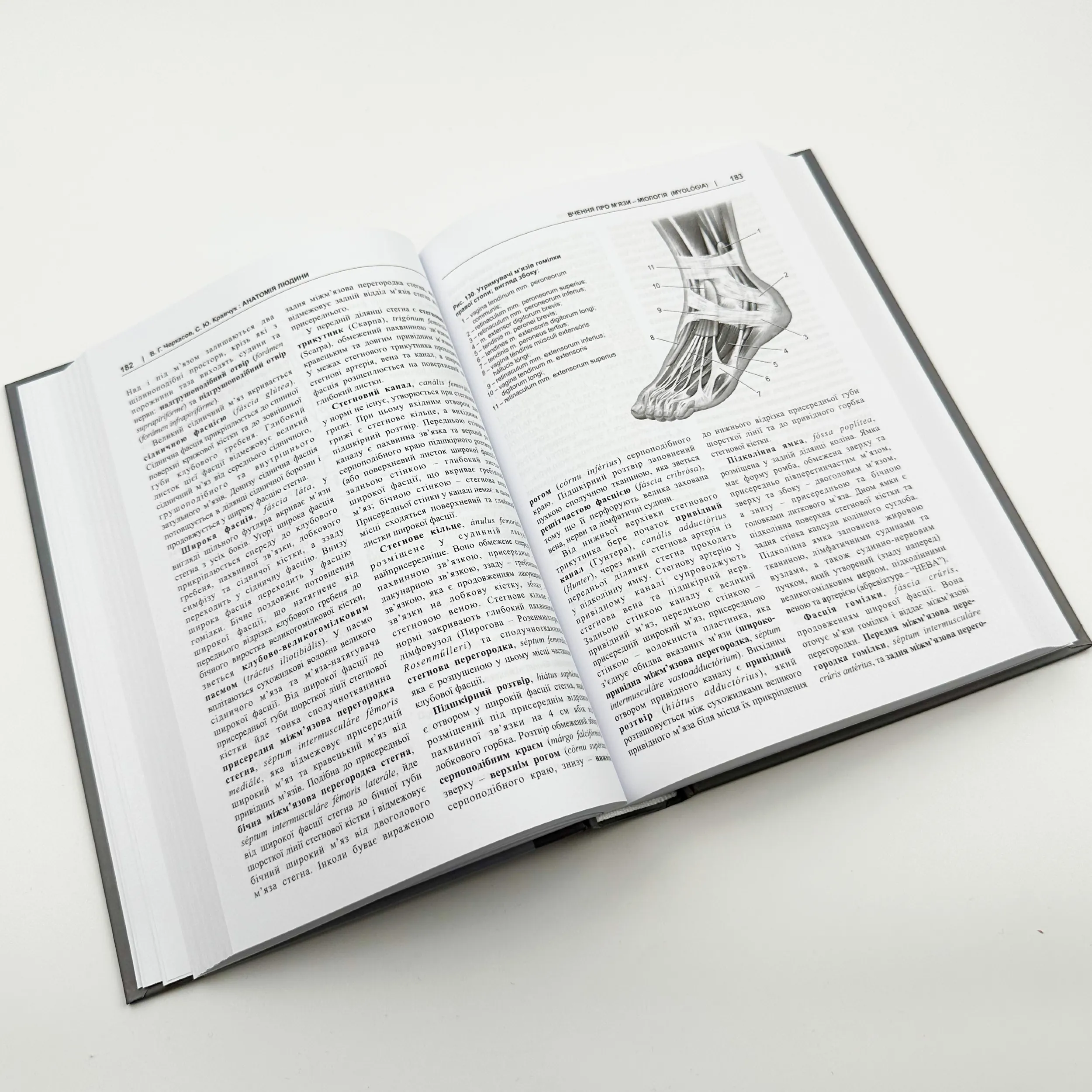 Анатомія людини. Автор — Кравчук С.Ю.. 