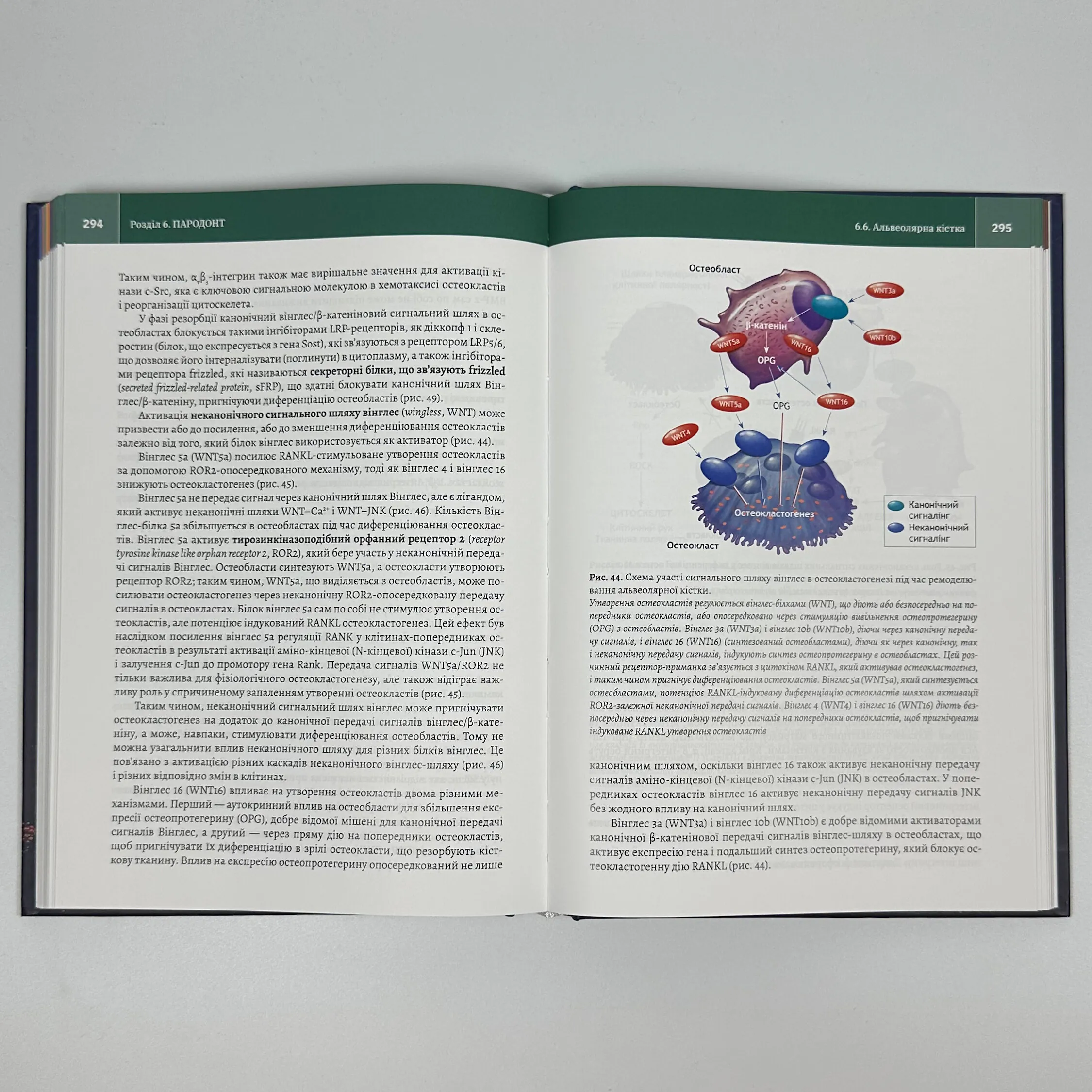 Клінічна біохімія тканин зуба і пародонта. Автор — А.О. Микитенко. 