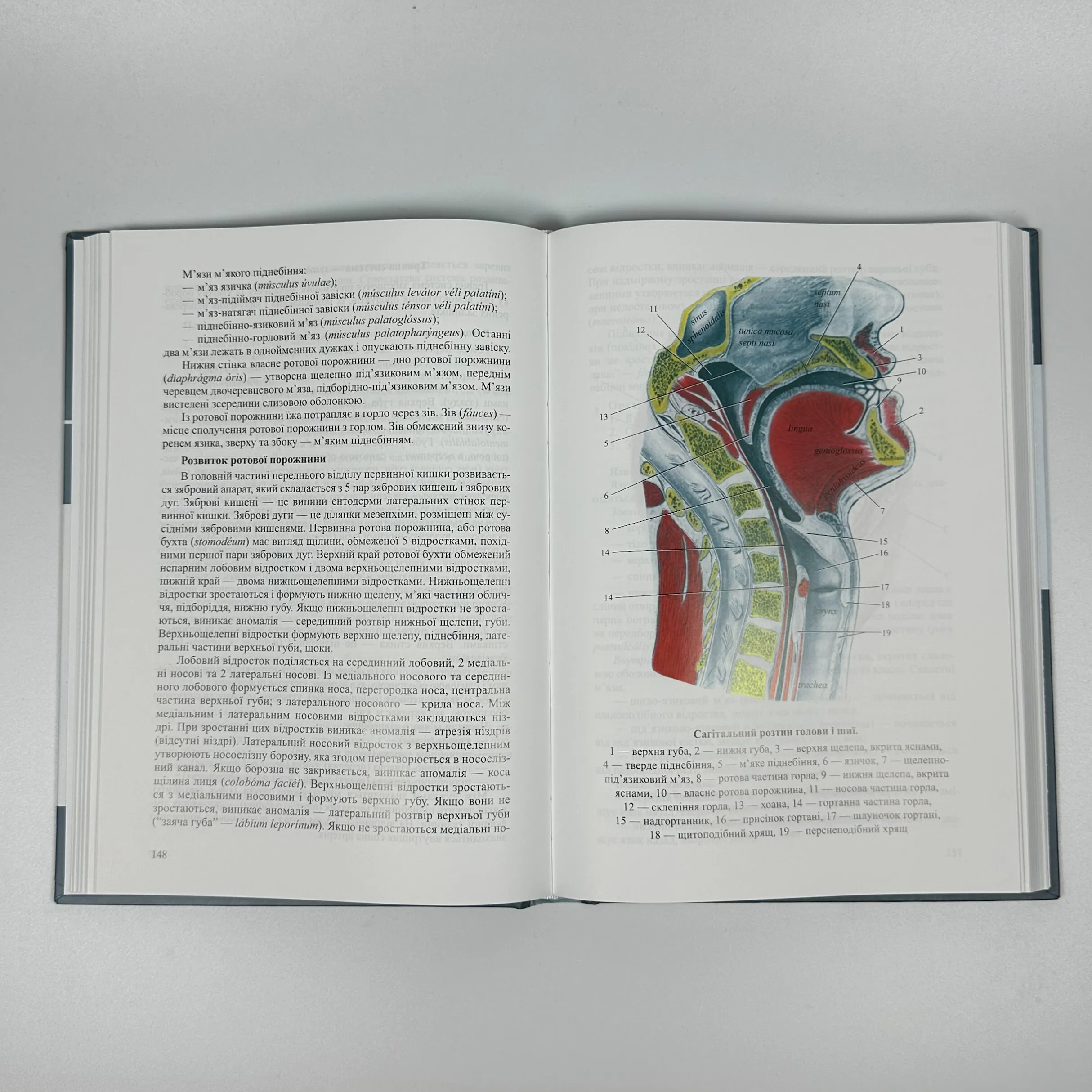 Нормальна анатомія. Автор — Матешук-Вацеба Л.Р.. 