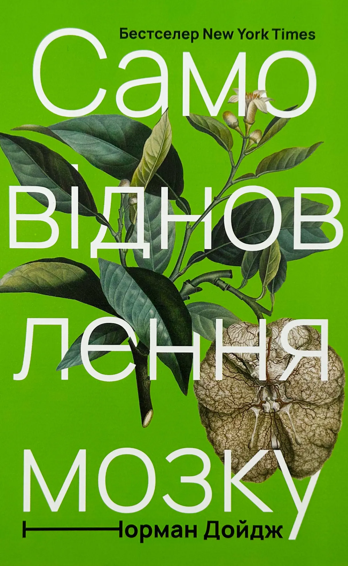 Самовідновлення мозку