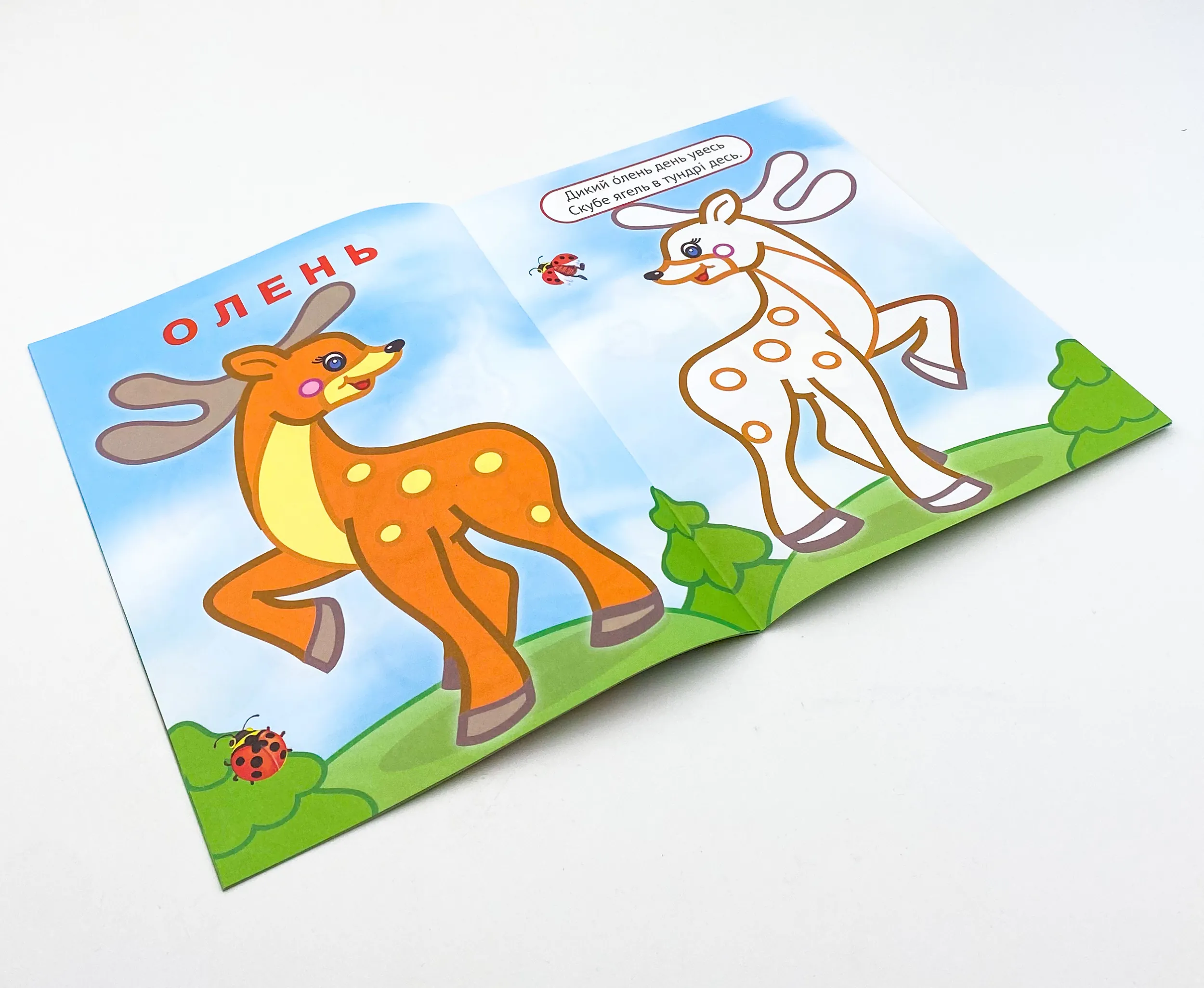 Упізнай і розфарбуй(Лисиця та єнот). Автор — Рід Барбара. 