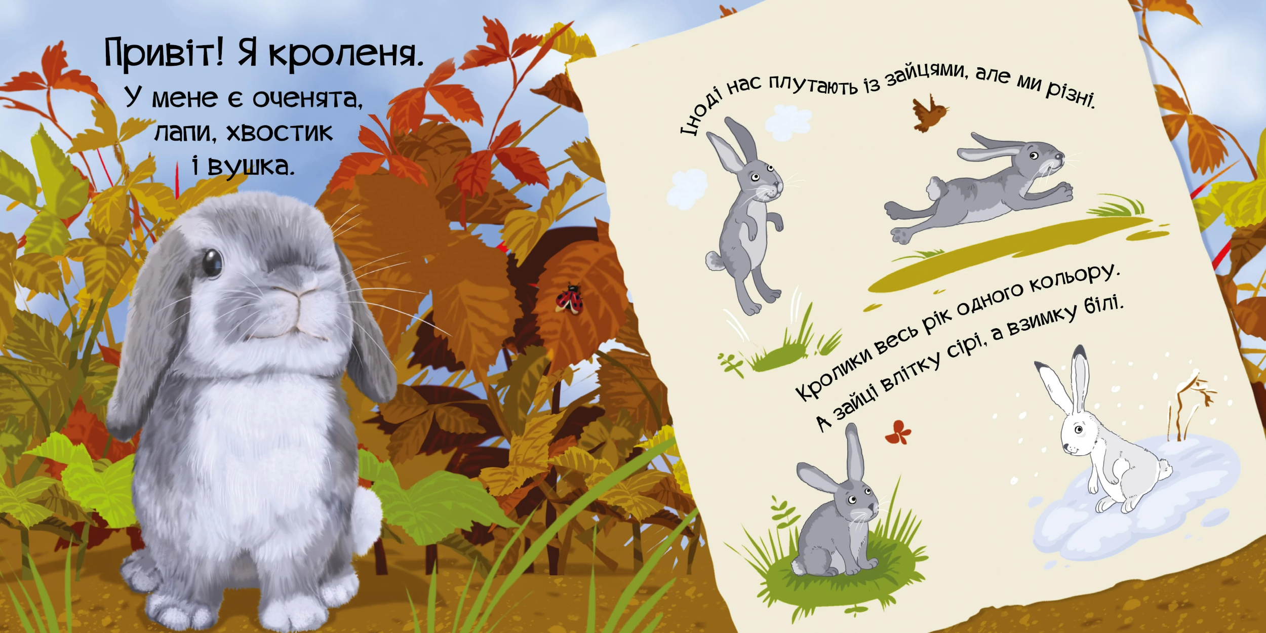Знайомся, я кроленя. Автор — Жученко Марія. 