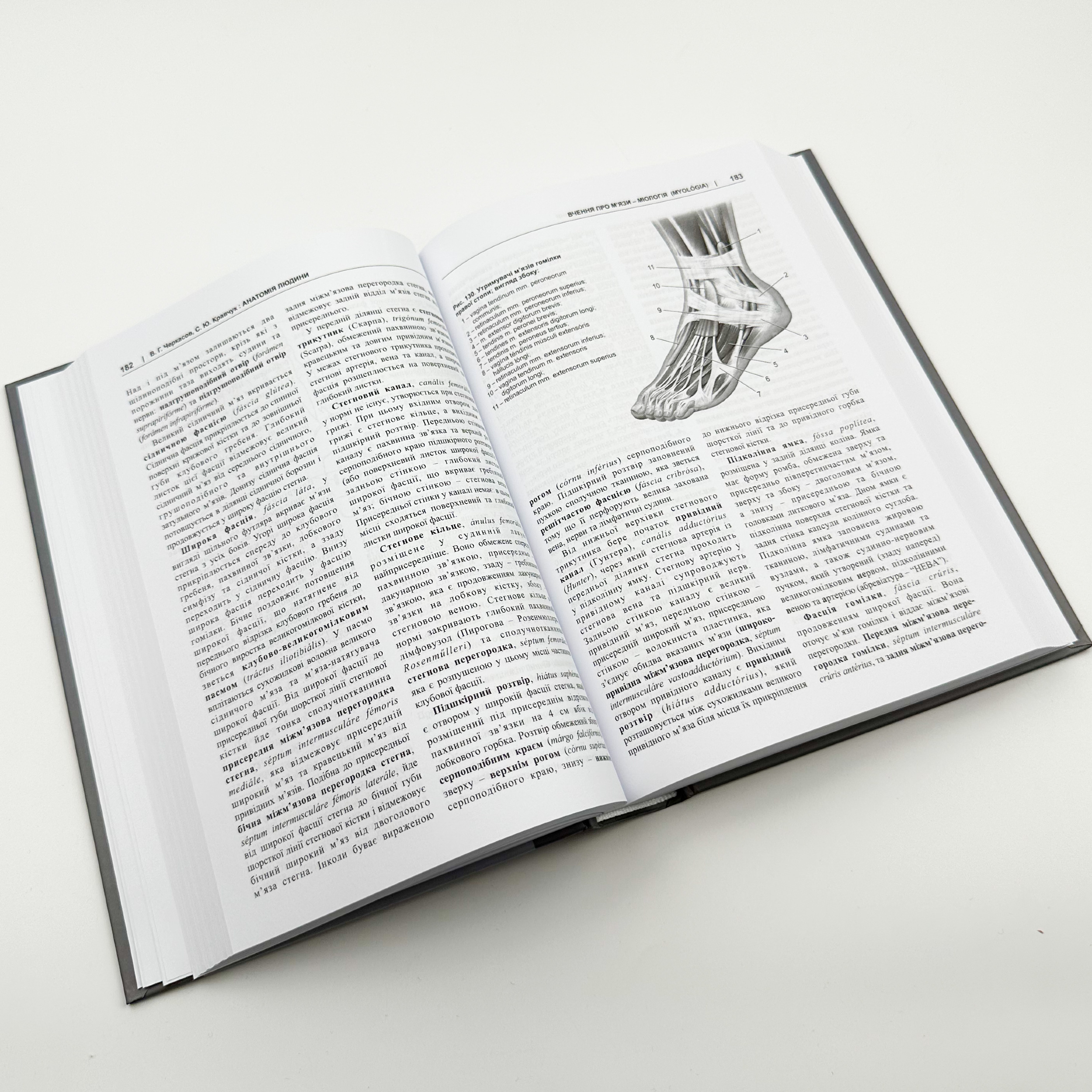 Анатомія людини. Автор — Кравчук С.Ю.. 