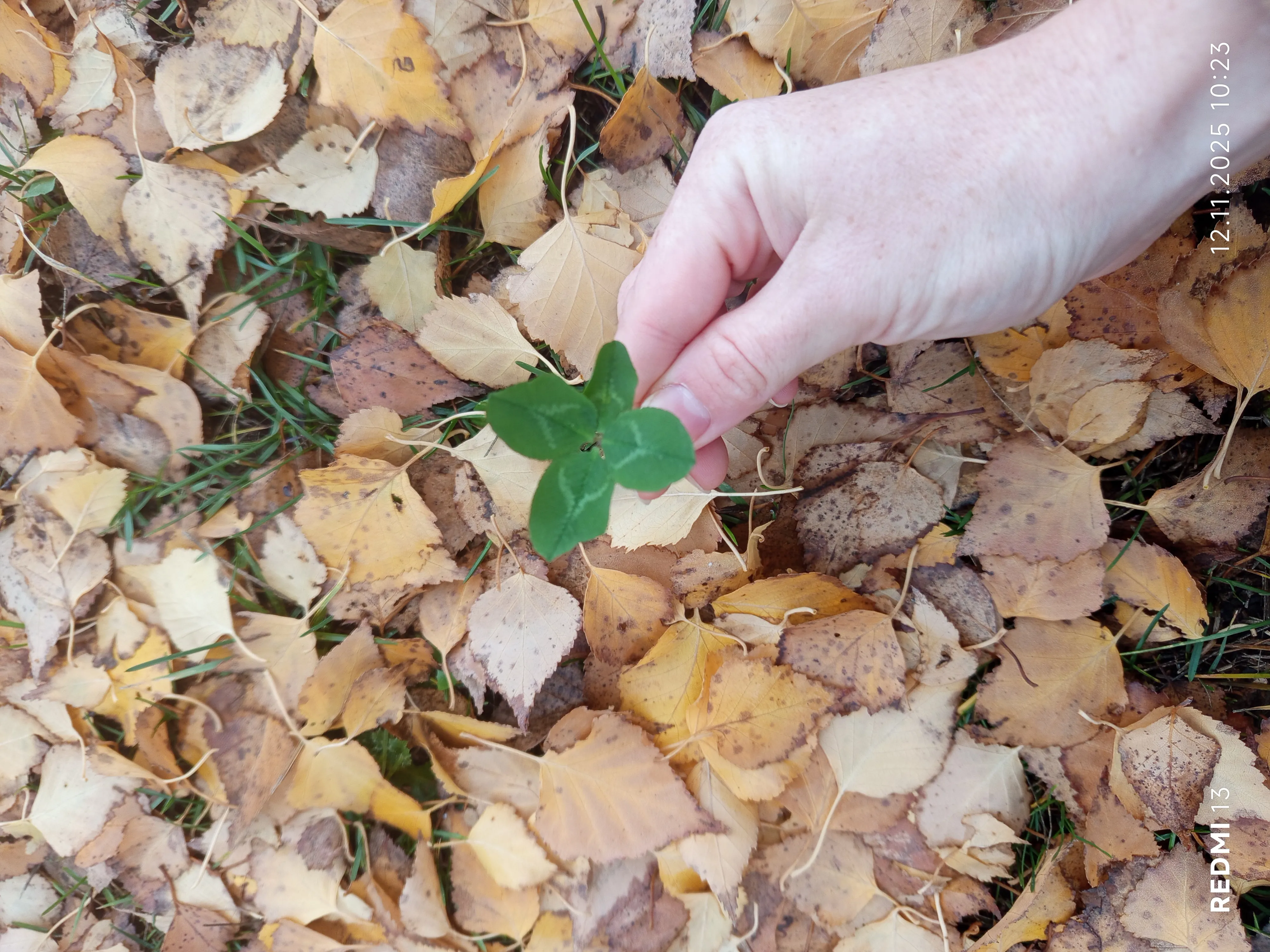 Бажанки +1 до мрії