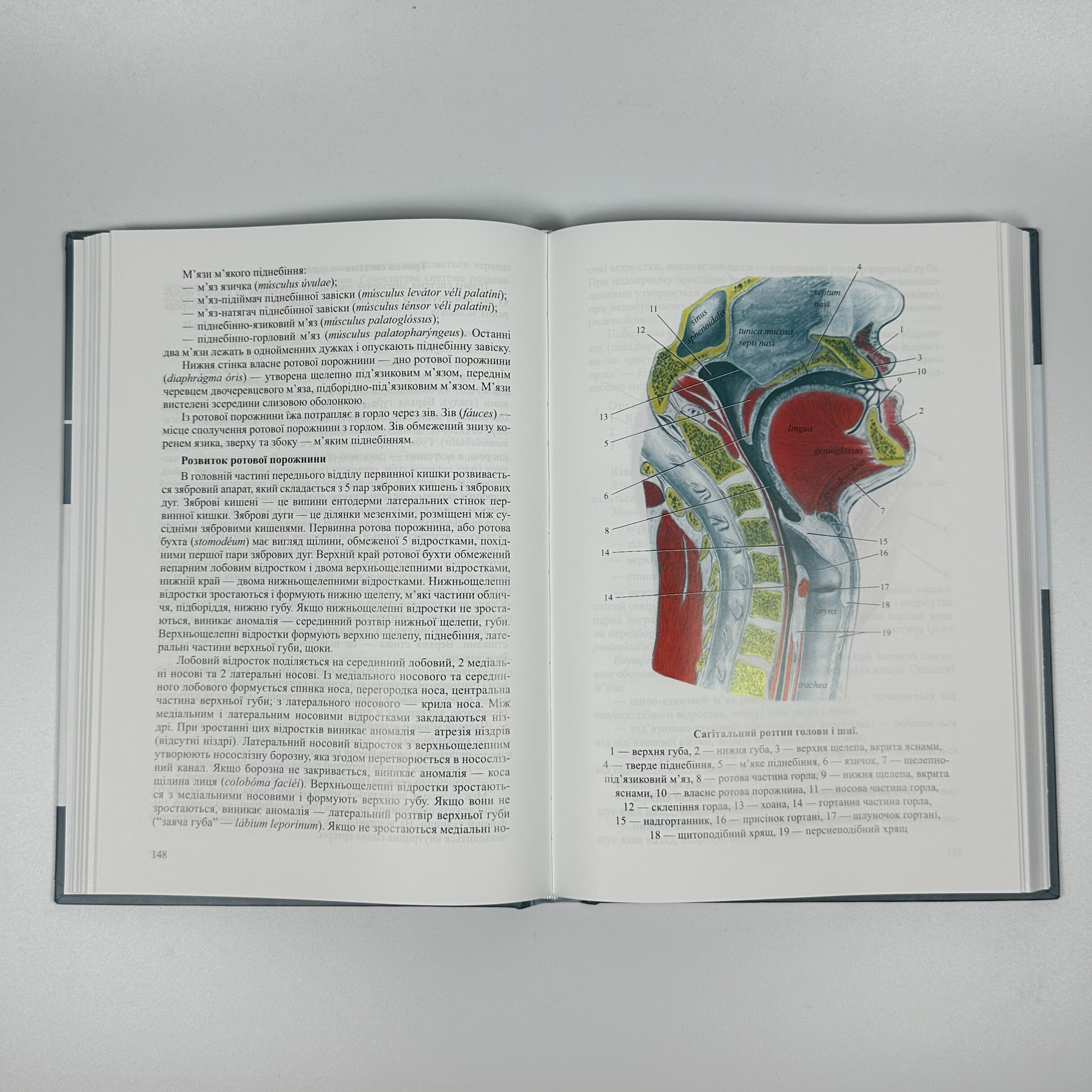Нормальна анатомія. Автор — Матешук-Вацеба Л.Р.. 