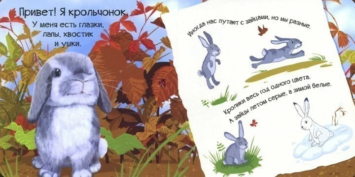 Знакомься я кролик