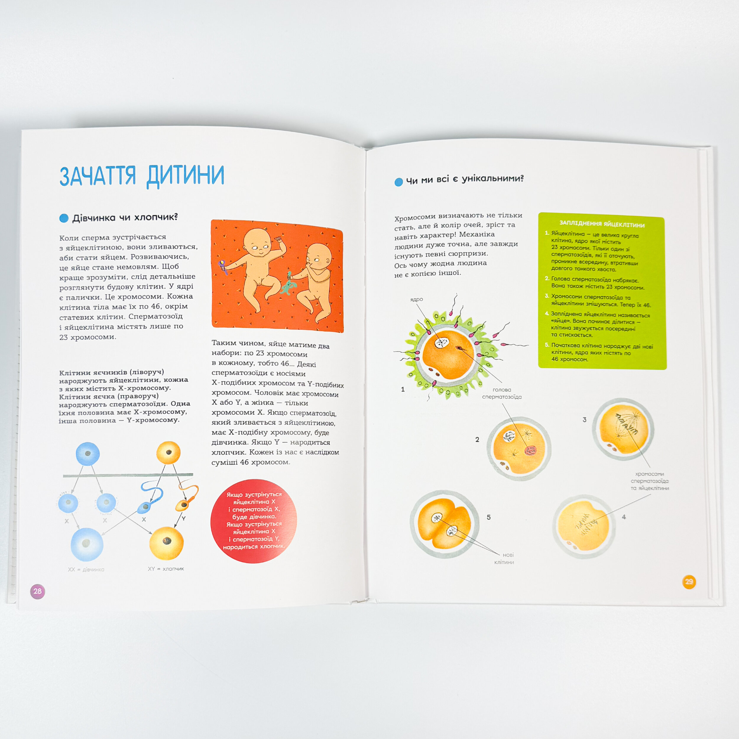 Енциклопедія статевого життя. 10-13 років